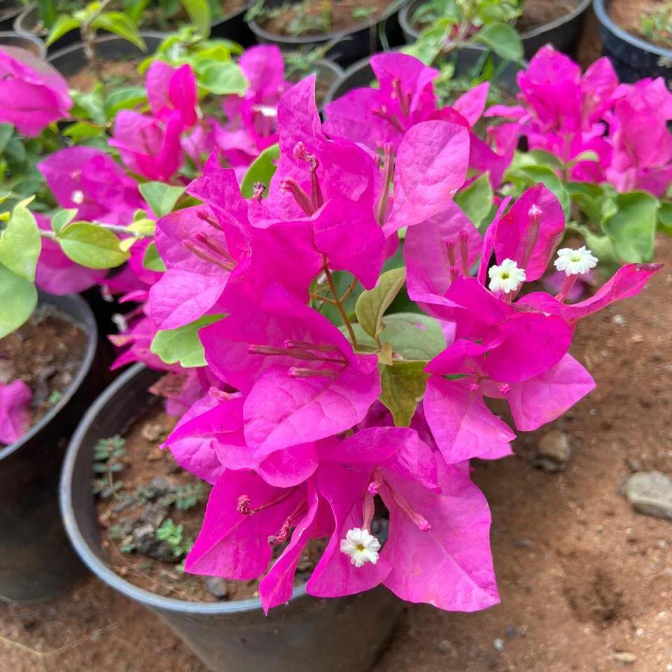 Bougainvillea Blomsterfrø til udplantning - Soft Pink 100 stk