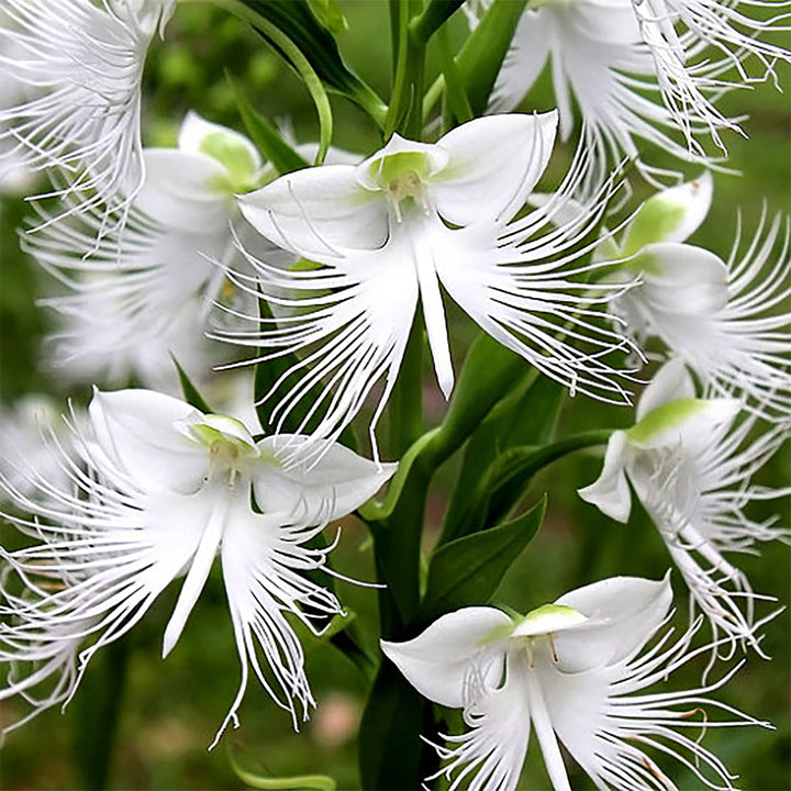 Radiata White Flower Seeds for Planting – Organic, Heirloom, Non-GMO Seeds
