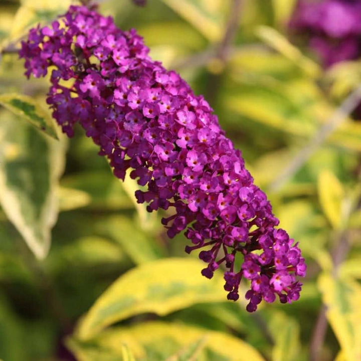 Violet Buddleia Davidii Plant Seeds for Planting – Heirloom, Non-GMO, Flowering Shrubs