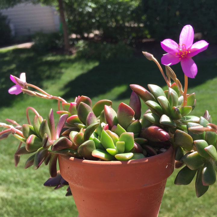 Pink Anacampseros Plantefrø til udplantning - 100 stk