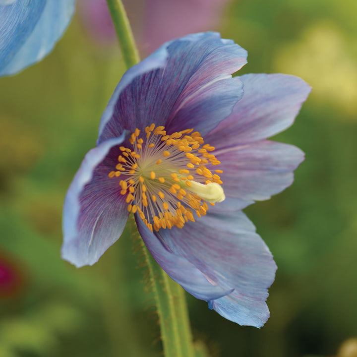 Lingholm Blomsterfrø til udplantning - 100 stk