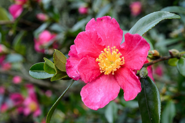 Pink Yellow Camellia Flower Seeds for Planting - 100 pcs