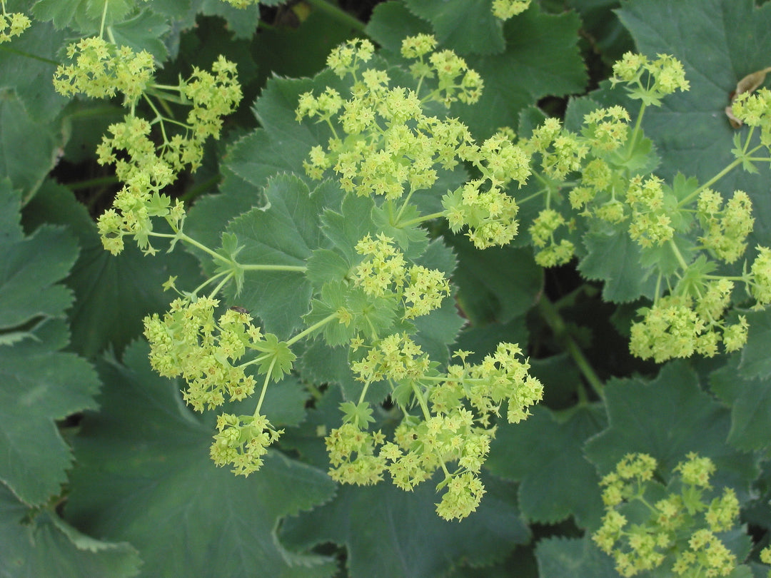 Alchemilla Mollis Green Seeds for Planting – Organic, Heirloom, Non-GMO
