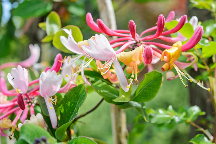 Pink White Cape Honeysuckle Frø til udplantning - 100 stk