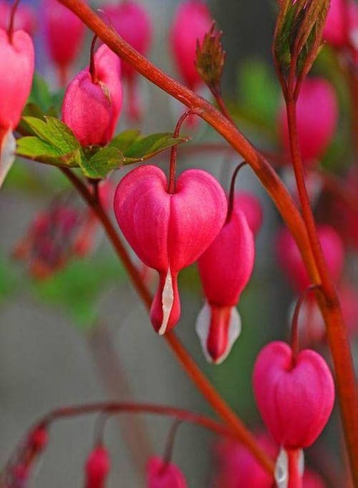 Pink Bleeding Hearts Flower Seeds for Planting - 100 pcs