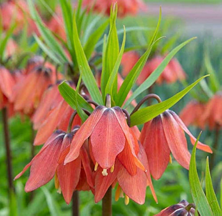 Fritillaria Flower Seeds – Heirloom, Non-GMO, Unique Bell-Shaped Blooms for Garden Planting