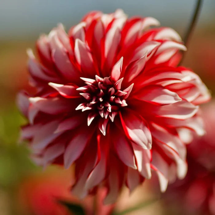 Heirloom Non-GMO Dahlia Santa Claus Flower Seeds for Garden Planting – Festive Red White Blooms