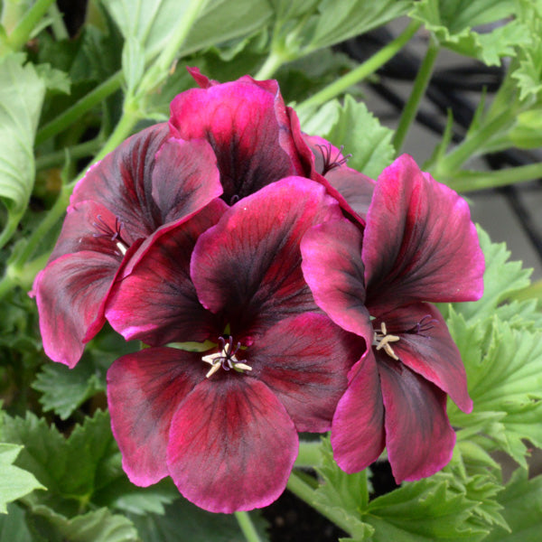 Heirloom Non-GMO Chocolate Geranium Flower Seeds for Planting – Rich Colored Garden Blooms