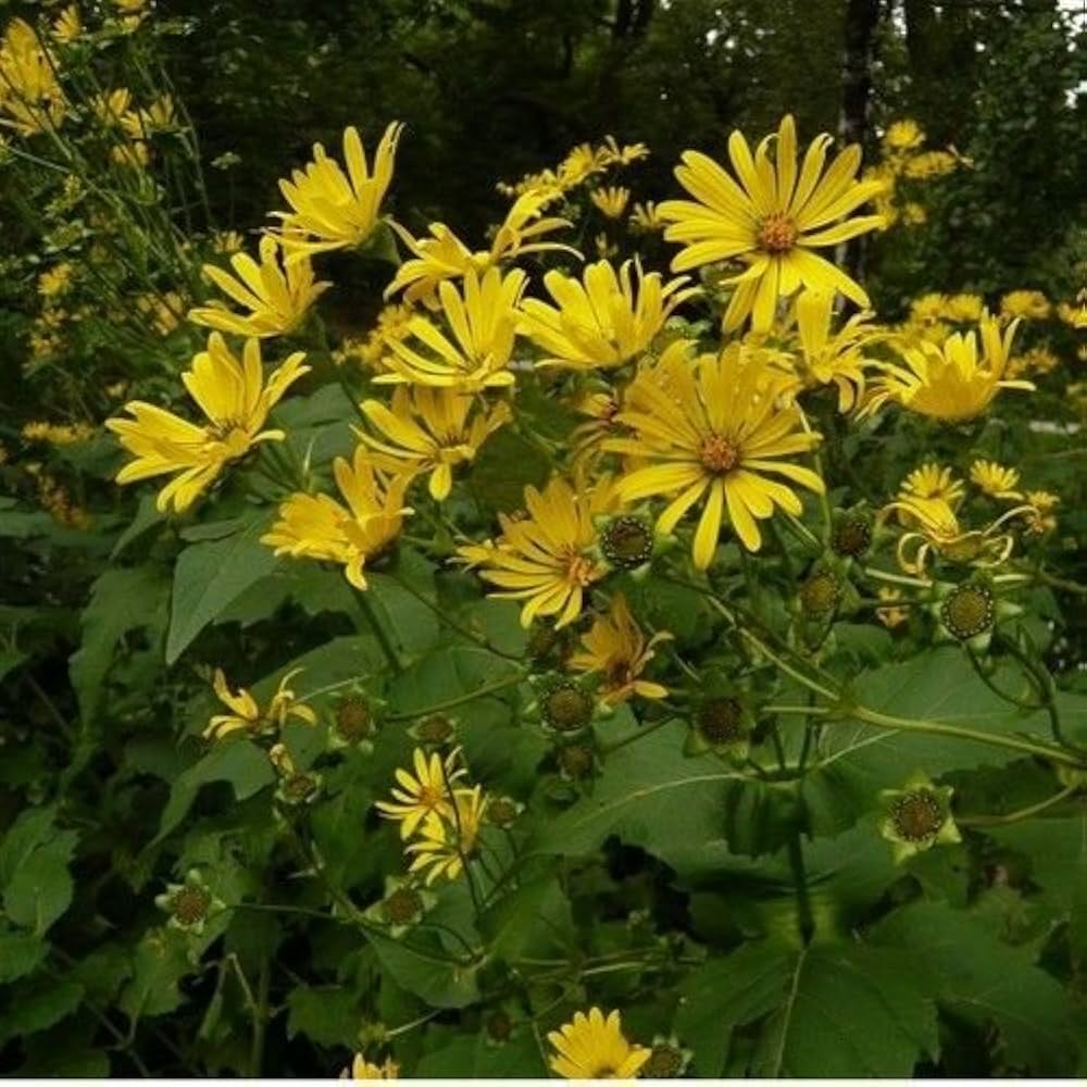 Gule Silphium Perfoliatum blomsterfrø til plantning - 100 stk