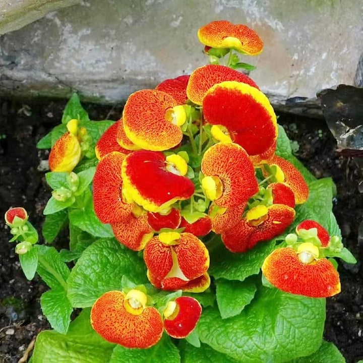 Heirloom Non-GMO Calceolarias Flower Seeds – Uniquely Shaped Blooms & Garden Planting