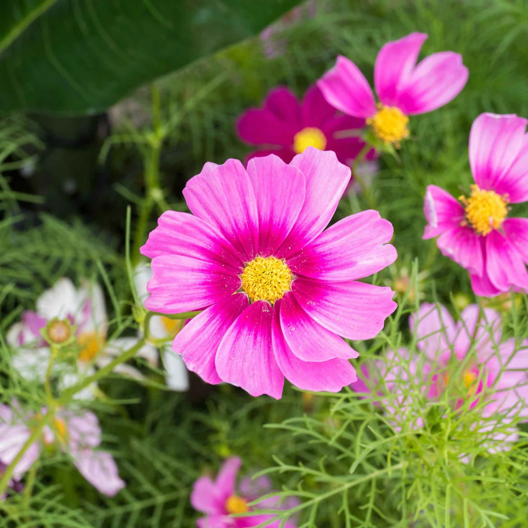 Dichondra Cosmos Flower Seeds for Planting, 100 pcs