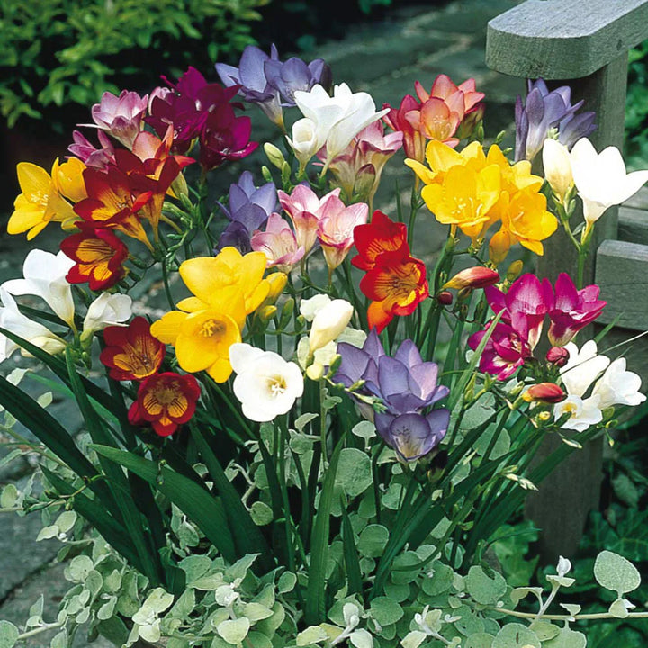 Mixed Freesias Flower Seeds for Planting, 100 pcs