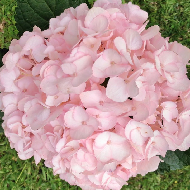 Baby Pink Hortensia Blomsterfrø til udplantning - 100 stk