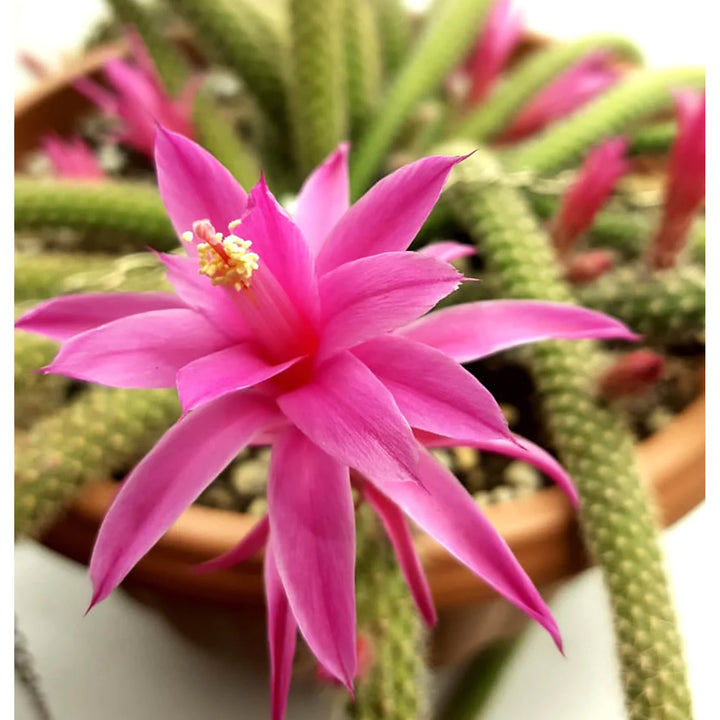 Aporocactus Flower Seeds for Planting, 100 pcs