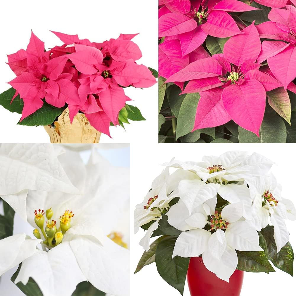 Mixed Poinsettia Flower Seeds for Planting, 100 pcs