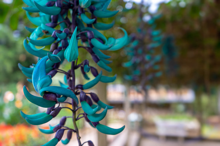 Organic Sky Blue Endangered Jade Flower Seeds for Planting – Heirloom, Non-GMO