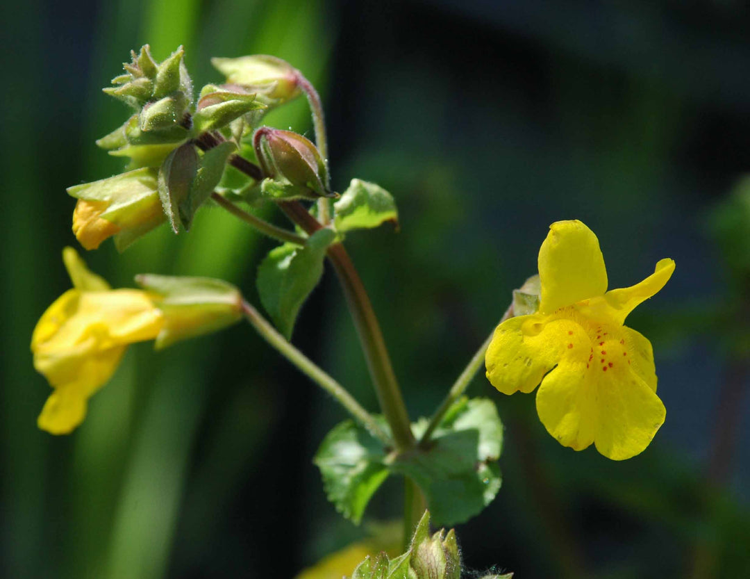 Heirloom Mimulus Guttatus Flower Seeds – Non-GMO Yellow Monkey Flower for Wetland Garden Planting