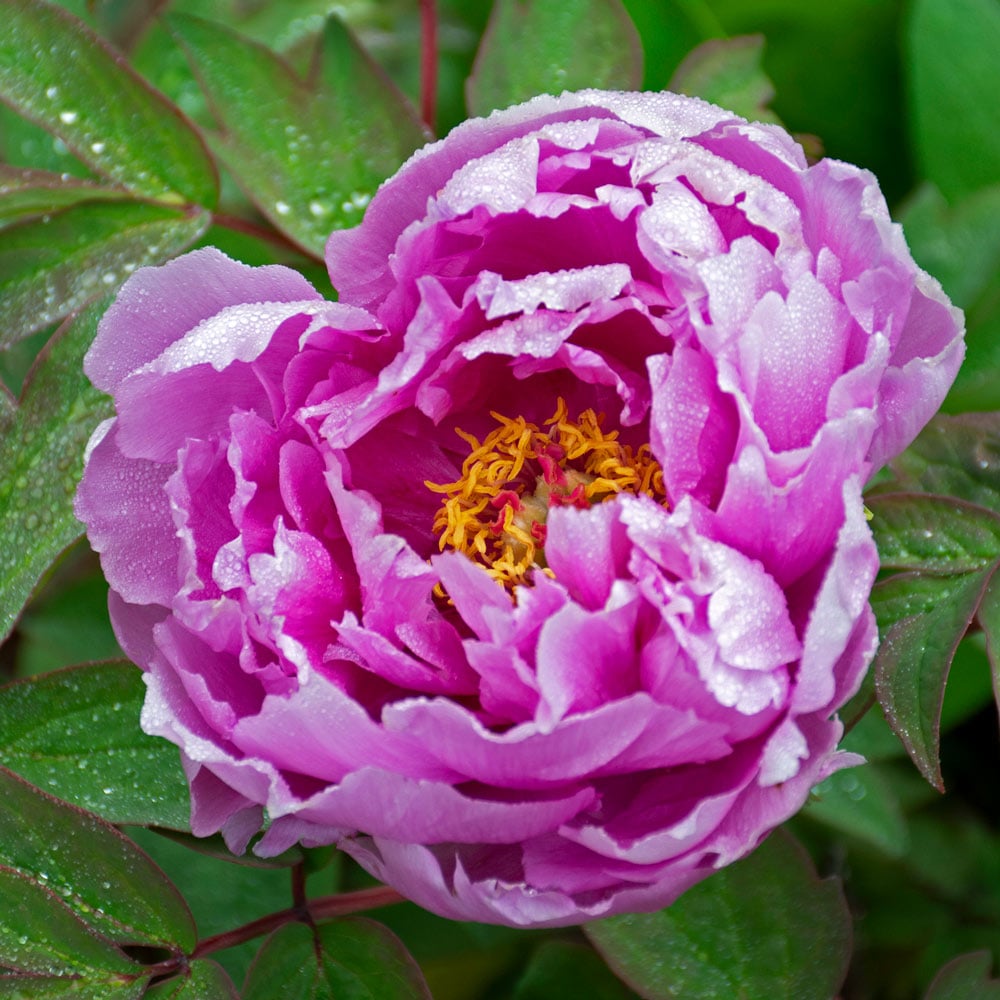 Purple Paeonia Suffruticosa Flower Seeds for Planting - 100 pcs