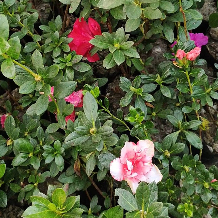 Azalea Blomsterfrø Flerfarvet til udplantning 100 stk