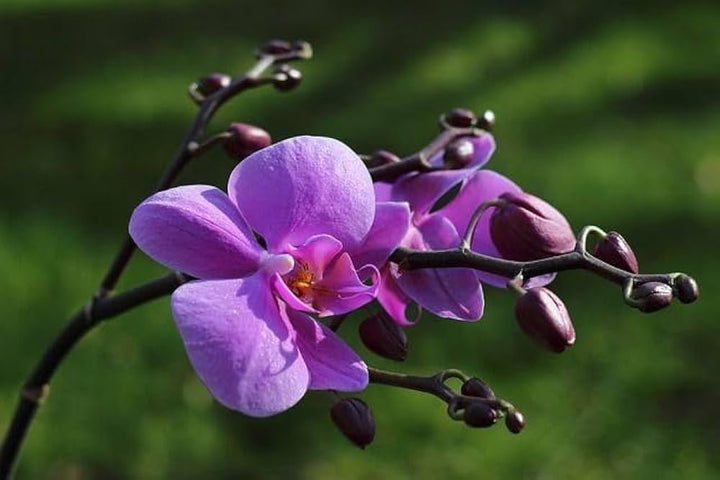 Purple Butterfly Orchid flower seeds – exotic heirloom, non-GMO seeds for planting