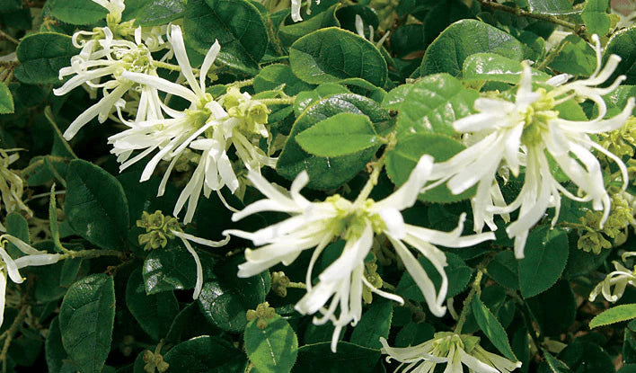 White Loropetalum Flower Seeds for Planting - 100 pcs