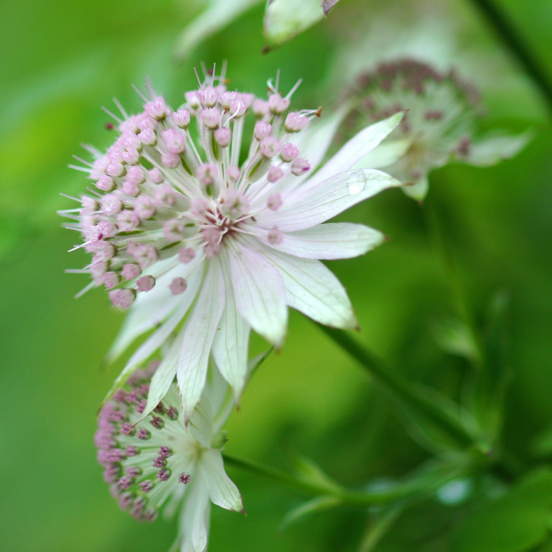 Astrantia blomsterfrø til plantning - 100 stk