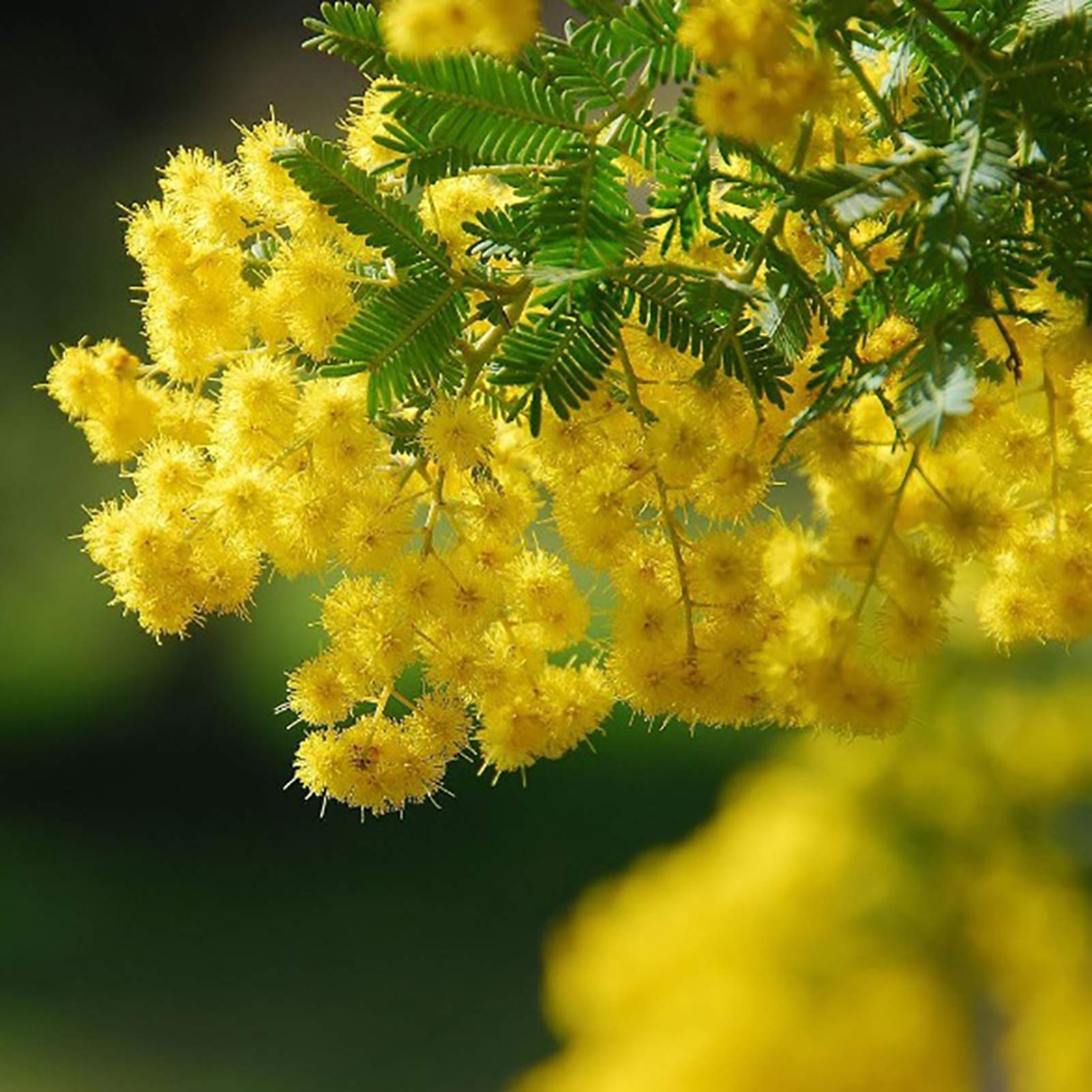 Heirloom Non-GMO Yellow Mimosa Flower Seeds for Bright and