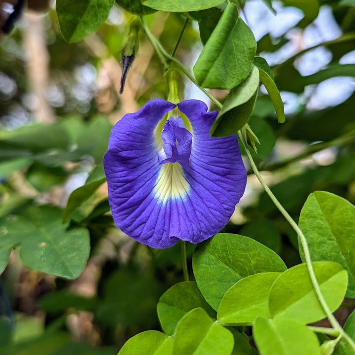 Friske Clitoria Blomsterfrø til udplantning - 100 stk