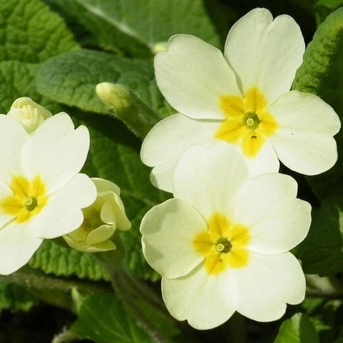 Heirloom Non-GMO Light Yellow Primula Malacoides Flower Seeds for Planting – Organic Garden Seeds, High Germination