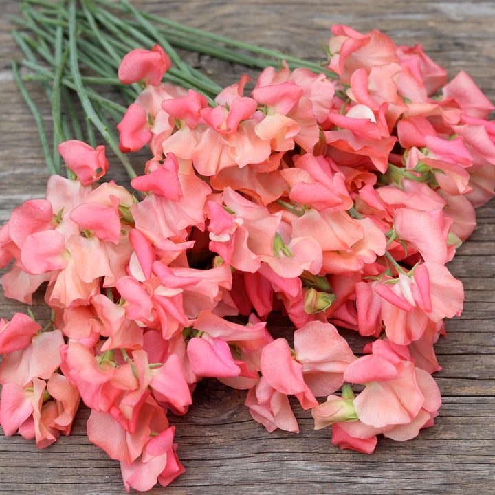 Sweet Pea Candyfloss Flower Seeds for Planting – Fragrant Climbing Blooms, Heirloom & Non-GMO