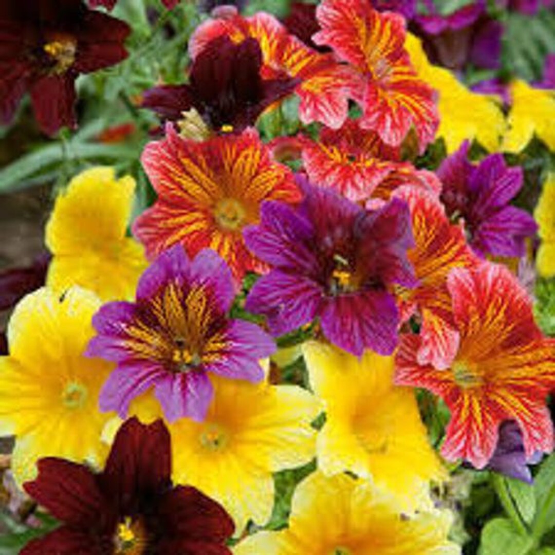 Heirloom Non-GMO Mixed Salpiglossis Flower Seeds for Garden Planting – Colorful Velvet-Like Blooms