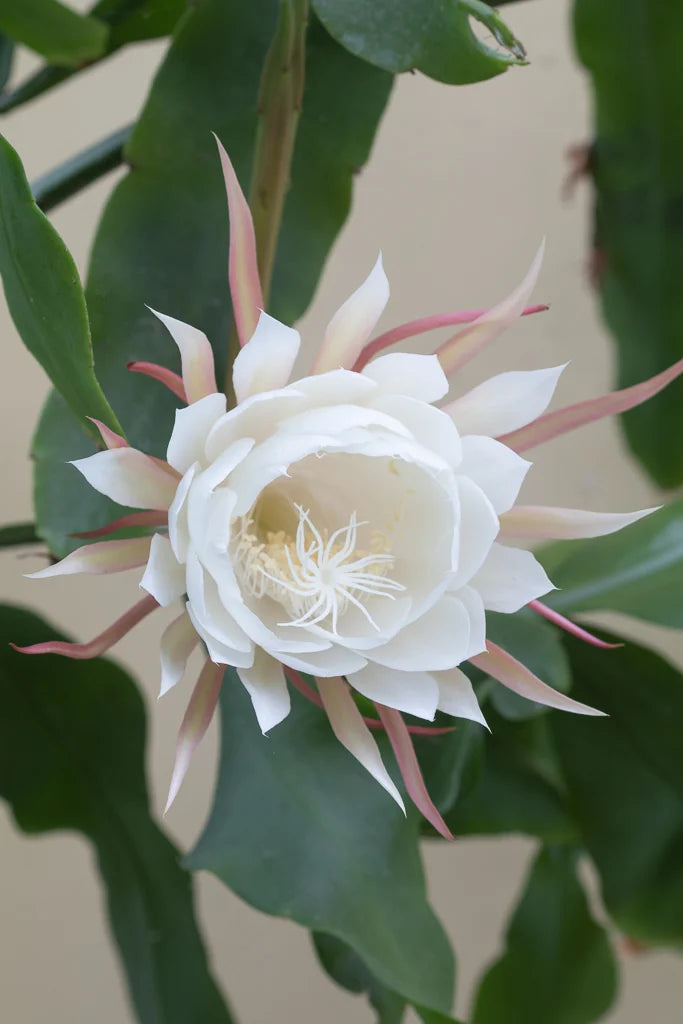 Hvide Epiphyllum Oxypetalum blomsterfrø til udplantning, 100 stk