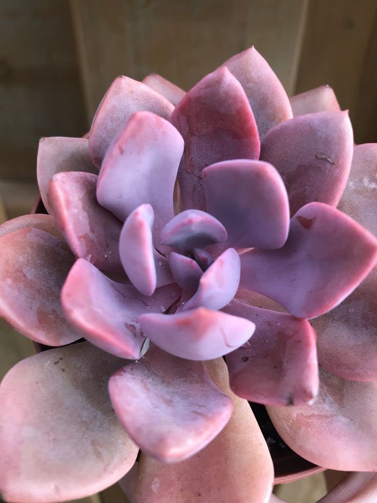 Organic Semillas De Flores Flower Seeds for Planting – Heirloom, Non-GMO