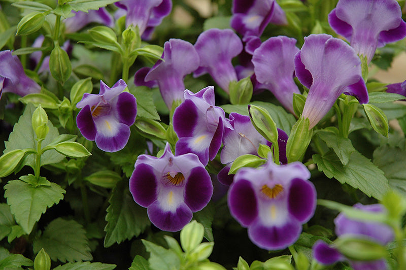 Lilla Torenia Kauai blomsterfrø til plantning - 100 stk