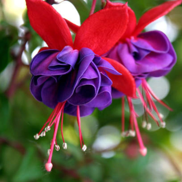 Purple Fuchsia Flower Seeds – Heirloom Non-GMO Seeds for Planting with Vibrant Petals