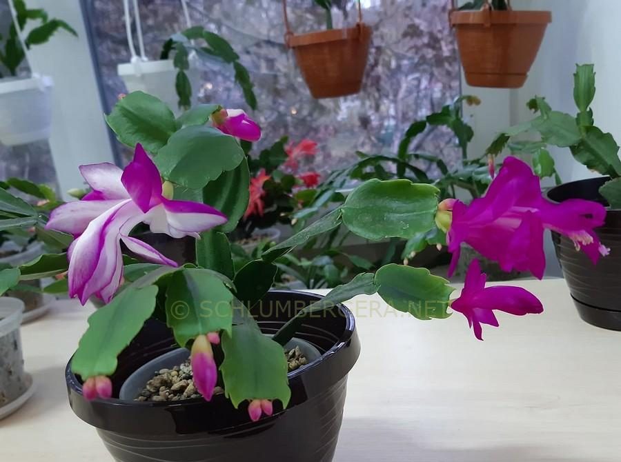 Purple White Schlumbergera Flower Seeds for Planting - 100 pcs