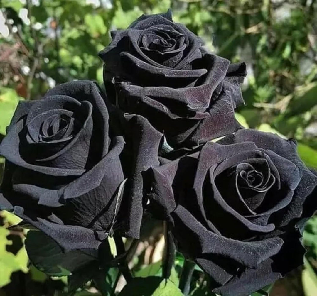 Romantic Rose Blooms Heirloom Non-GMO Seeds for Planting