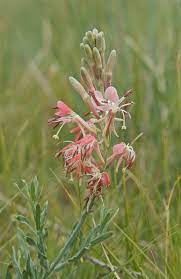 Røde Gaura blomsterfrø til udplantning - 100 stk