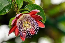 Passiflora Alata Blomsterfrø til udplantning, 100 stk