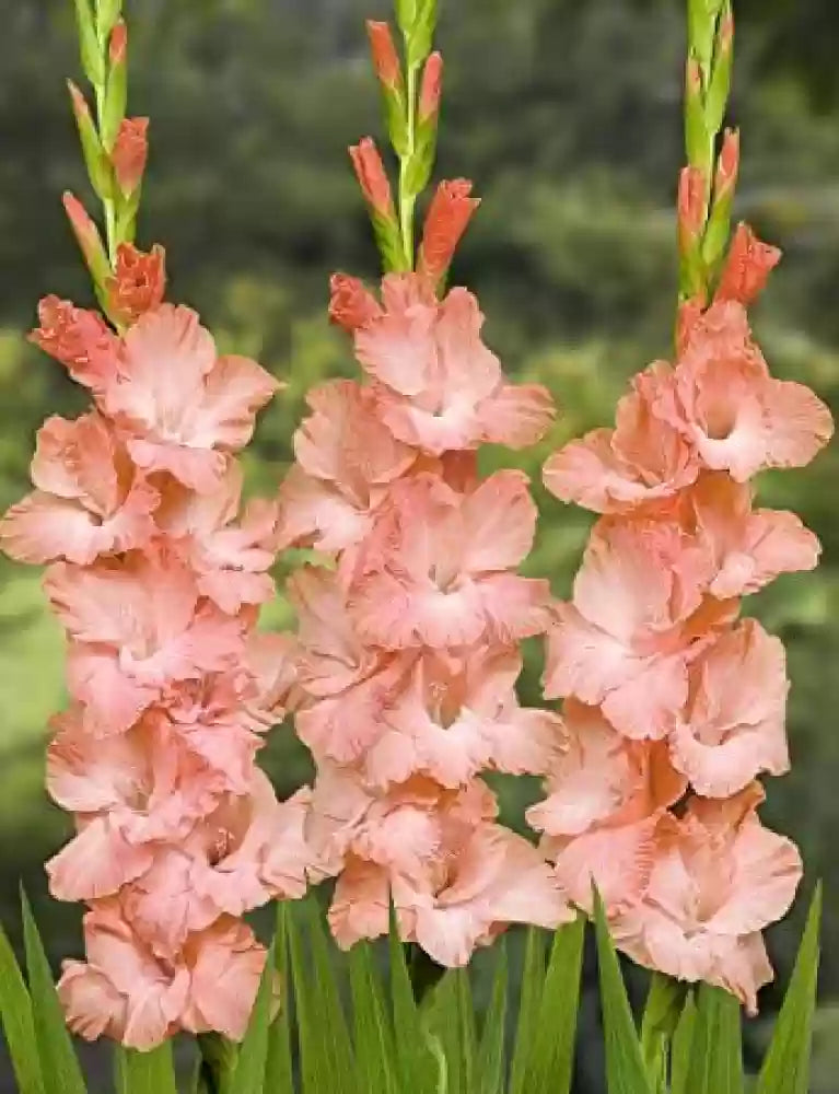 Pink Gladiolus Hybridus Blomsterfrø til udplantning - 100 stk