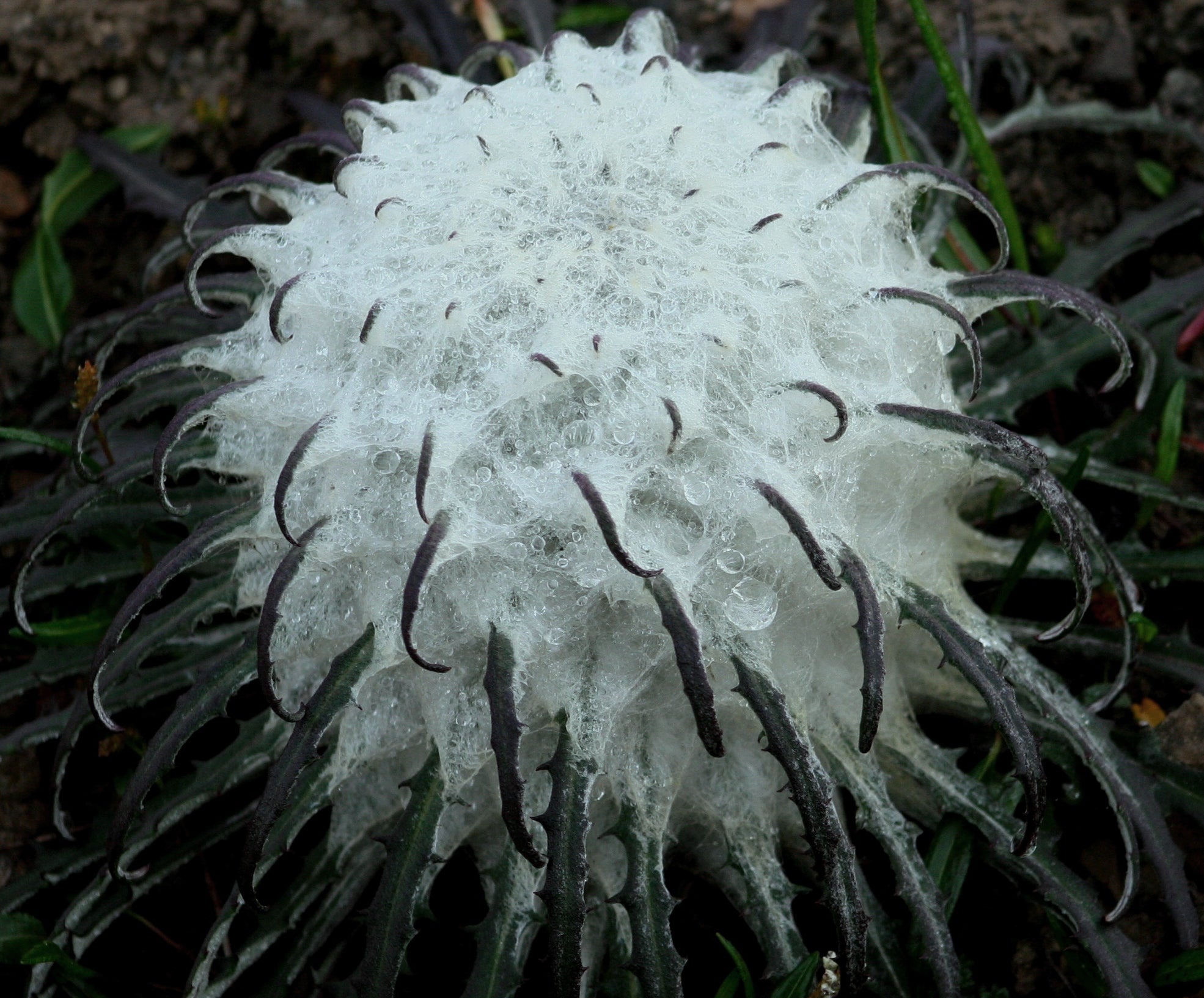 Heirloom Non-GMO Saussurea Plant Seeds for Unique Foliage and
