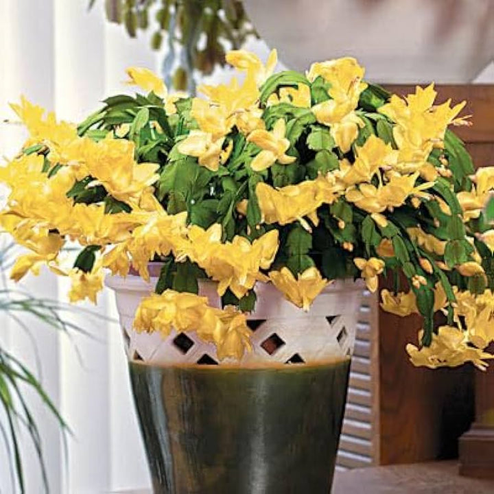 Yellow Schlumbergera Flower Seeds for Planting - 100 pcs