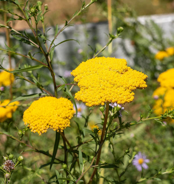 Yellow Achillea Flower Seeds for Planting - 100 pcs