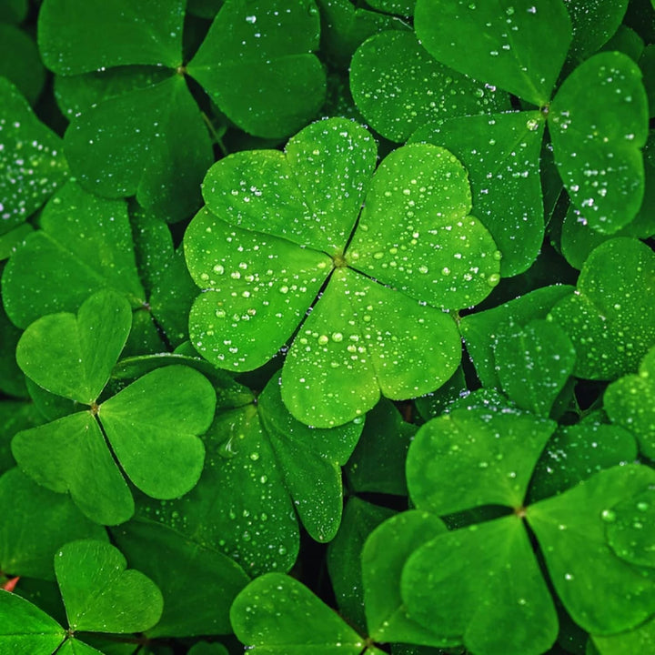Green Leaf Clover Flower Seeds – Heirloom Non-GMO Lucky Blooms for Decorative Garden Ground Cover