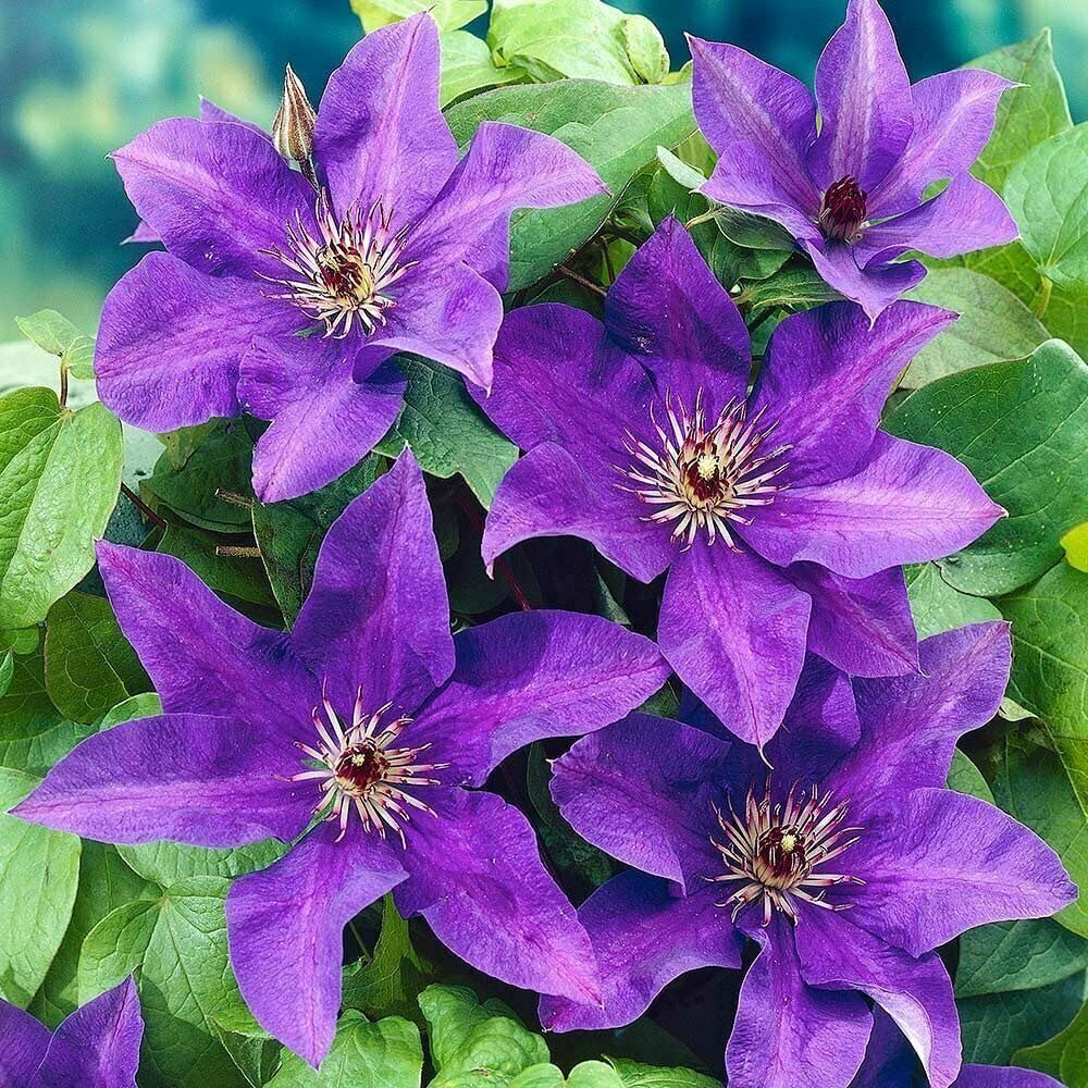 Purple Clematis Seeds for Planting - 100 pcs