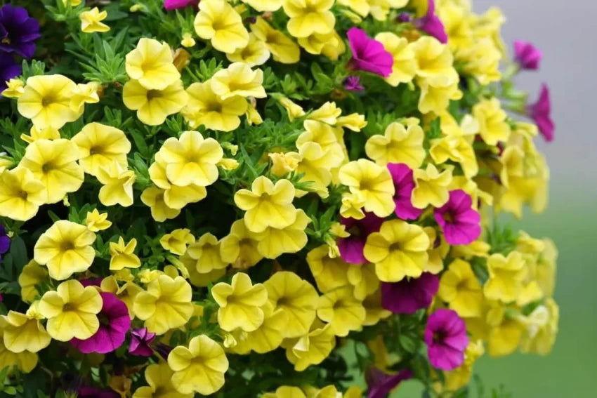 Yellow Heirloom Petunia Flower Seeds for Planting - 100 pcs