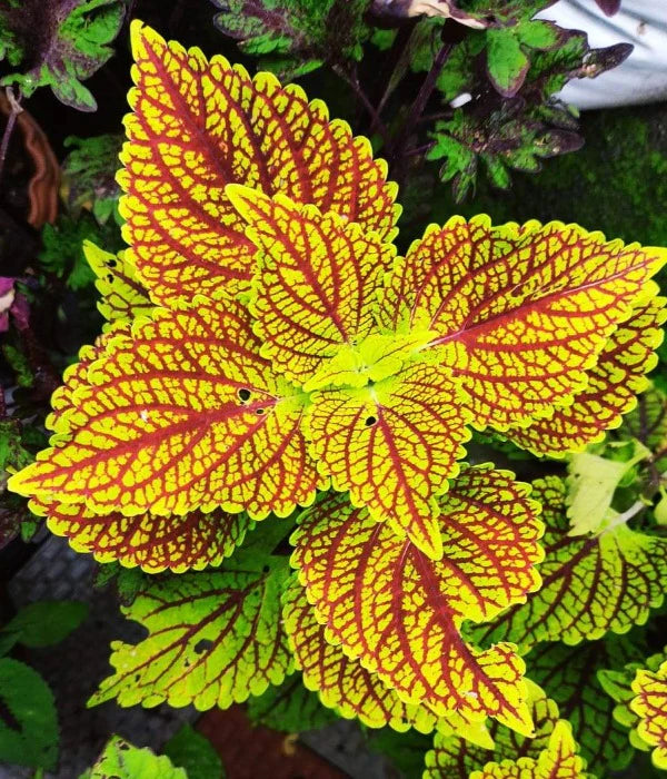 Coleus Plant Seeds Yellow Red for Planting 100 pcs