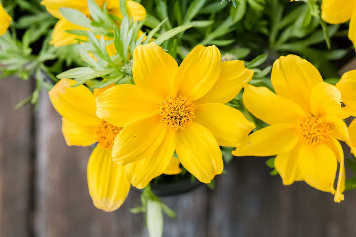 Gule Bidens blomsterfrø til udplantning, 100 stk