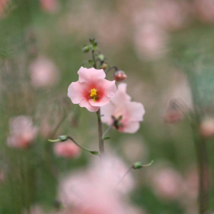 Heirloom Non-GMO Pink Alonsoa Flower Seeds – Delicate Garden Borders & Seasonal Planting