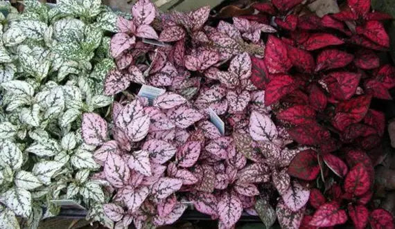 Mix Hypoestes Plant Seeds for Planting, 100 pcs